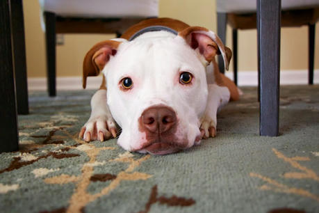 Easy: Here’s How to Clean Pet Vomit from Your Carpet